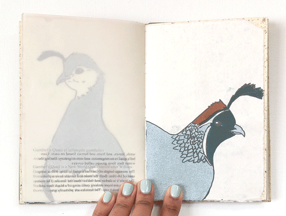 fowl-book_animated_590b2
